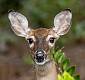 Kirms Photography White-tailed Deer-5